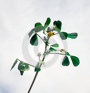 Medicago polymorpha plant also known as Bur-clover,Burr Medic,California Burclover,Toothed Bur Clover,Toothed Medick isolate white