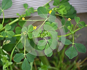 Medicago polymorpha plant in bloom photo