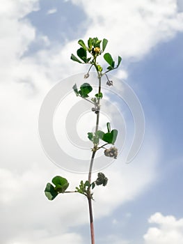 Medicago polymorpha plant commonly known as Bur-clover, Burr Medic, Toothed Bur Clover, Toothed Medick and California bur clover. photo