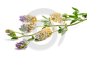 Medicago Sativa