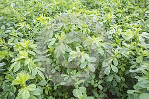 Medicago sativa (Alfalfa) photo