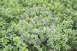 Medicago sativa (Alfalfa) photo