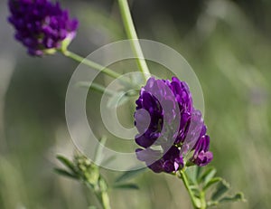 Medicago sativa photo