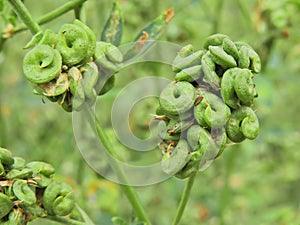 Lucerne, alfalfa (Medicago sativa) seed pods. photo