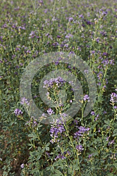 Medicago sativa in bloom