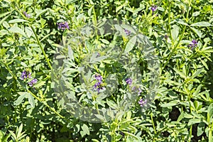 Medicago sativa in bloom (Alfalfa) photo