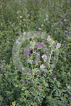 Medicago sativa field