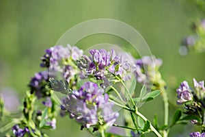 Medicago sativa flowers on sunset