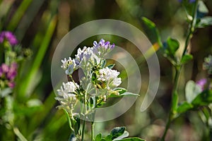 Medicago sativa flowers on sunset