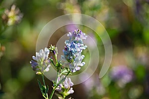 Medicago sativa flowers on sunset