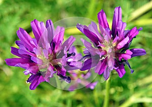 Medicago sativa on a meadow