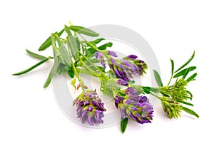 Medicago on white background.