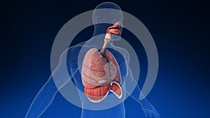 Medical 3d animation of the human lung with its parts visible. Medically accurate animation of the human lungs.