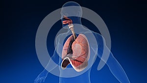 Medical 3d animation of the human lung with its parts visible. Medically accurate animation of the human lungs.