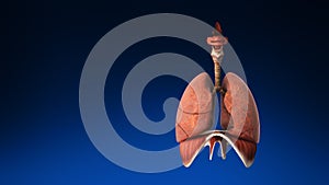 Medical 3d animation of the human lung with its parts visible. Medically accurate animation of the human lungs.