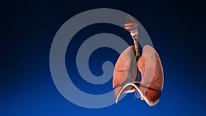 Medical 3d animation of the human lung with its parts visible. Medically accurate animation of the human lungs.