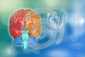 Medical 3D illustration - human brain, intelligence discovery concept - detailed hi-tech texture or background