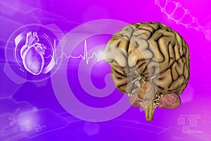 Medical 3D illustration - human brain, neurology analysis concept - detailed hi-tech texture or background