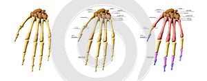 Medical accurate 3d illustration of the hand bones set