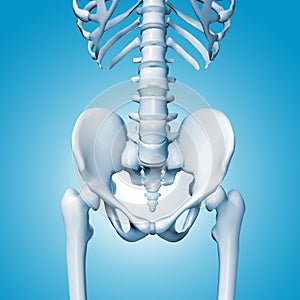 Medical accurate illustration of the hip