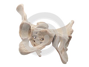 Medical accurate illustration of the hip, medical accurate illustration of the hip, human pelvis, femur, pelvis anatomy, sacrum,