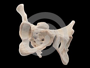 Medical accurate illustration of the hip, medical accurate illustration of the hip, human pelvis, femur, pelvis anatomy, sacrum,