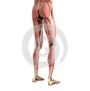 medical accurate illustration of the leg muscles 3d render on wh