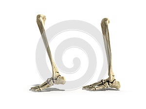 Medical accurate illustration of the lower leg bones 3d render