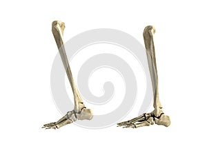 Medical accurate illustration of the lower leg bones 3d render n