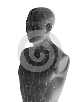 Medical acupuncture model of human