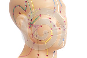 Medical acupuncture model of human