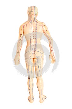 Medical acupuncture model of human