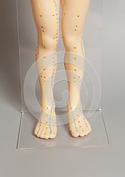 Medical acupuncture model of human feet