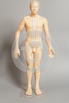 Medical acupuncture model of human on gray