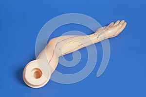 Medical acupuncture model of human hand