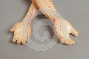 Medical acupuncture model of human hand on gray