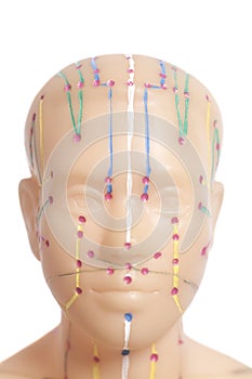 Medical acupuncture model of human head