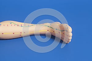 Medical acupuncture model of human leg