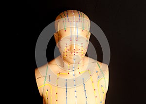 Medical acupuncture model of human torso