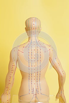 Medical acupuncture model of human