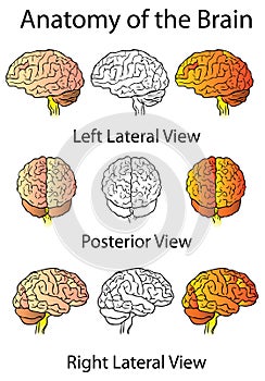 Medical Anatomy of the Brain