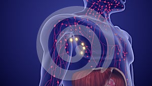 Medical Animation for Lymphoma Staging and Prognosis