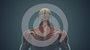 Medical animation for neck pain