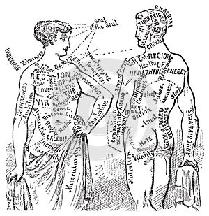 Medical anotomical vintage diagram illustration