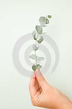 Medical aromatic plant eucalyptus