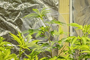 Medical Cannabis Sativa plants growing indoors Lab system legal light drugs medication medicine concept selective focus photo