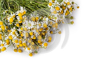 Medical Chamomile