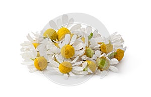 Medical Chamomile