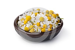 Medical Chamomile