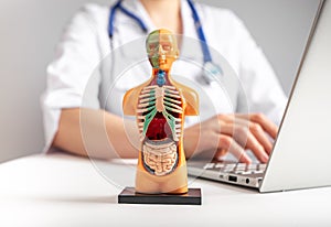 Medical checkup concept. Doctor with stethoscope sitting at table with laptop and human figure with organs. Health care